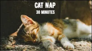 Take a 30-Minute Cat Nap 🐾 | Gentle Purring & Cozy Sleep Sounds