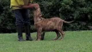 Cachorros Fila Brasilero 4 meses  Hacienda La Soledad Colombia