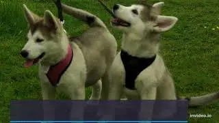 Siberian Husky Care: Tips for First-Time Owners