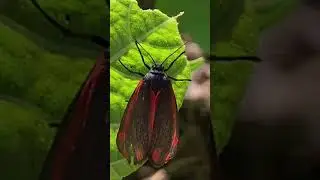 The Cinnabar Moth (Tyria Jacobaeae)