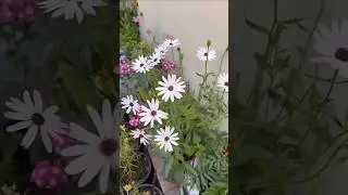 15 Winter Flowering Plants #gardening #flowers #winter #grow #trending #instagram #youtube