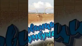Провинция Бумбунга - виртуальное государство Британского монархиста! Ещё больше смотри на канале!