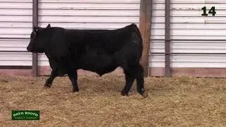Doug Booth Family Angus Lot 14