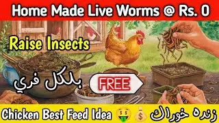 Raise Insects At Home | Live Food For Chickens | Free Chicken Feed Ideas | Maggots Chicken Food