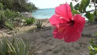 Little Bay Cabins - Westmoreland, Jamaica