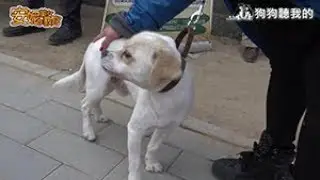 安妮美女教官(網路版) - 第九集(全) 搜救犬+家犬訓練 (Rescue Dog/House Pet Training camp)