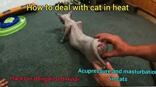 what you can do if your cat is in heat hacks for female cats how to know your cat is in heat