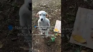 🤣#aspinmom #justbeyou #cutedogs #youtubeshorts #shortvideo #youtubeshortsvideo