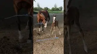 New entey MashaAllah Beautiful Wacheri , Al hatf stable farm kamala Owner Ch abdal basit kamala