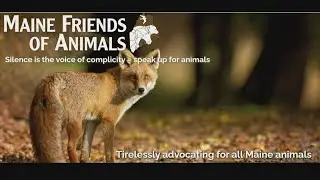 Maine leads the nation in animal protection laws
