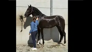 ASOR 2020 - PRE-Andalusian stallion , March 2025 video