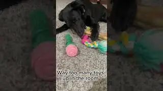 This my little doggy dude