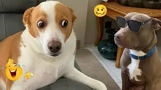 You Laugh Funniest Dogs and Humans 😹😂 | Viral Animal Videos #23