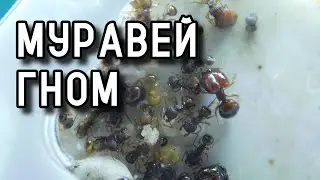 Муравьи-Гномы | Acanthomyrmex thailandensis | Большеголовые красавцы