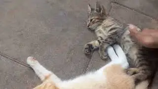 playing with those cute stray kittens