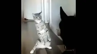 Смешные котики и собачки 🐾 / Funny Animal Moments 2025 | Угарные пушистики для всех🐱🐶#shorts  #коты