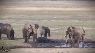 Muddy Giants at Chobe