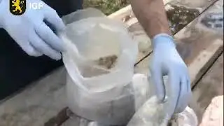 grupare droguri Fălesti
