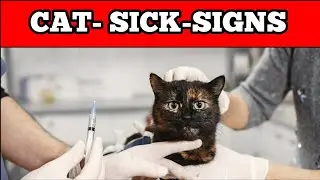 18 SIGNS THAT YOUR CAT IS SICK | Cat007 KH