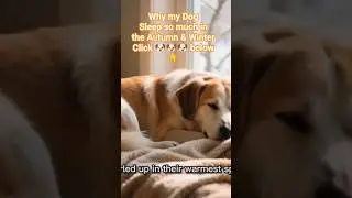 Winter Lethargy in Dogs: Is It Normal?Winter is for Naps: A Dog's Philosophy