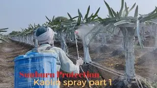 Sunburn Protection in Dragon Fruit || Dragon Fruit Care In Summer || Kaolin Spray In Dragon Fruit||
