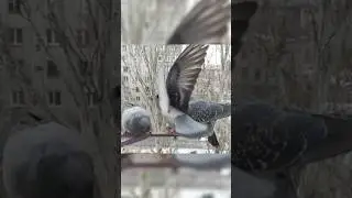 Lightning Strike! 🕊️ ⚡ Young Pigeon&rsquo;s Quick Move at the Feeder ❄️| Urban Birds Survival | #pigeon