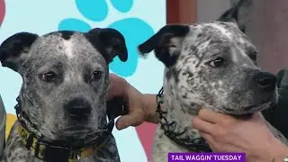 Tail Waggin' Tuesday: The Dog Aging Project aims to increase pet longevity