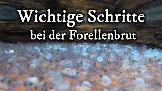 Forellenbrut richtig pflegen und Raubwild Abwehr der besonderen Art