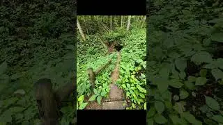 Take a Virtual Hike on the PegLeg Iron Ore Mine Trail with Retired Lady Hiker Roan Mtn TN July 2024