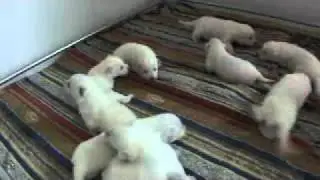 Zwitserse witte herderpups Blijham