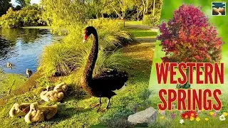 Exploring Western Springs Auckland | Nature, Wildlife & History 🦢🏞️