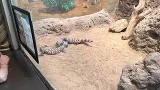 Banded Gila Monster ~ Heloderma suspectum cinctum~ venomous