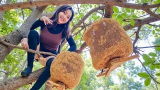 Risking Life and Limb: Massive Honey Harvesting Adventure!