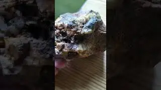 high grade gold ore sample