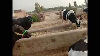 Mashallaha puer fareezn sahwal fareezn jarsee fareezn craas cow far sale cl no 03056932187