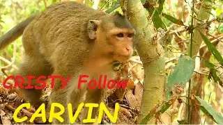 pitiful CRISTY Mom Monkey Lost Her Baby | mom Follow Her Baby | Newborn Babies Monkey