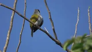 Black-crowned Chat-Tanager preening; Hispaniolan Lizard-Cuckoo calling La Romana, Dominican Republic