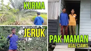 PAK MAMAN ASAL CIAMIS, BERKEBUN JERUK, COKLAT, KURMA, ALPULAT LOKASI TRANSMIGRASI, BULUNGAN, KALTARA