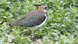Lapwing Calls | Bird Songs and Sounds