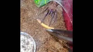 Electric blue tarantula takedown