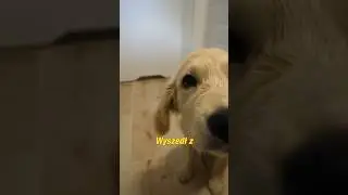 pierwsza kąpiel szczeniaczka 🐶💦