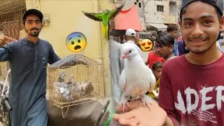 Ya Sab Kabootar Market Ma Sale Kr Dia😨 || Hand Training Ka Lia Baby Pigeon Pasand Aa Gea😍. #petsvlog