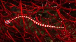 The Banded Pipe Fish