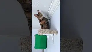 Crate For My Cats 💔🥲 #cat