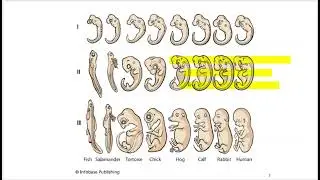 1411 04 CH 18 Orofacial Development