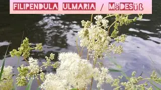 M&auml;des&uuml;&szlig; / Filipendula ulmaria