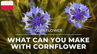 CORNFLOWER what Can You Make With Cornflower #asmr #diy #health #nature #summer #slowliving #resin