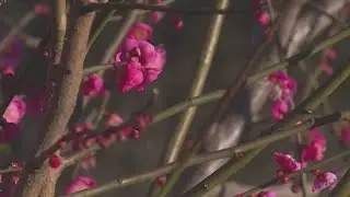 Warm winter brings concerns for Oregon&rsquo;s wildfire season, fruit crops