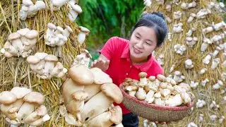 Harvest STRAW MUSHROOMS goes to the market sell | Ella Daily Life