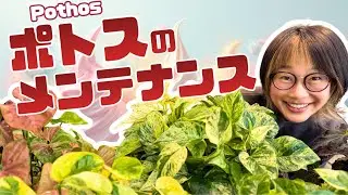 ポトスをソフトクリームに🍦その他植物メンテナンス🩷